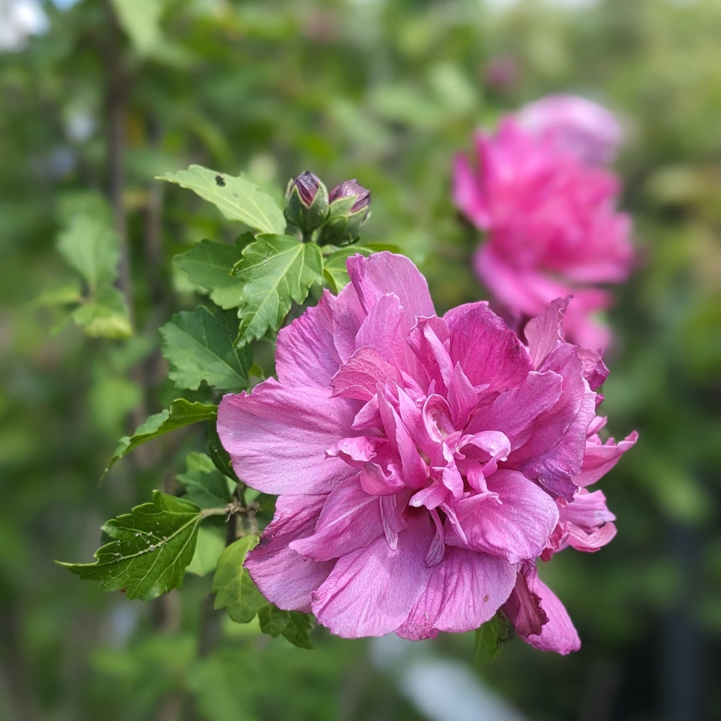 Assorted Rose of Sharon