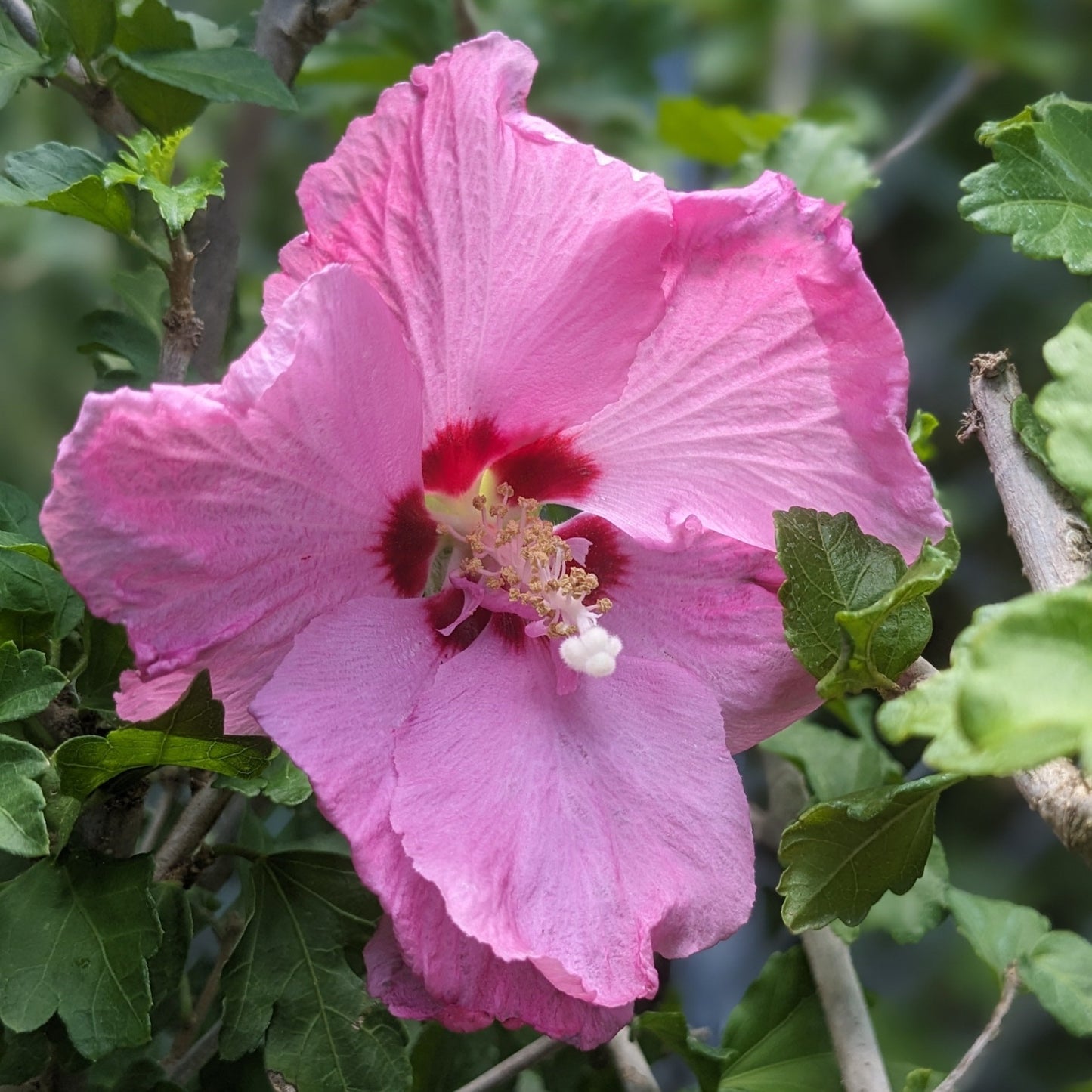 Assorted Rose of Sharon