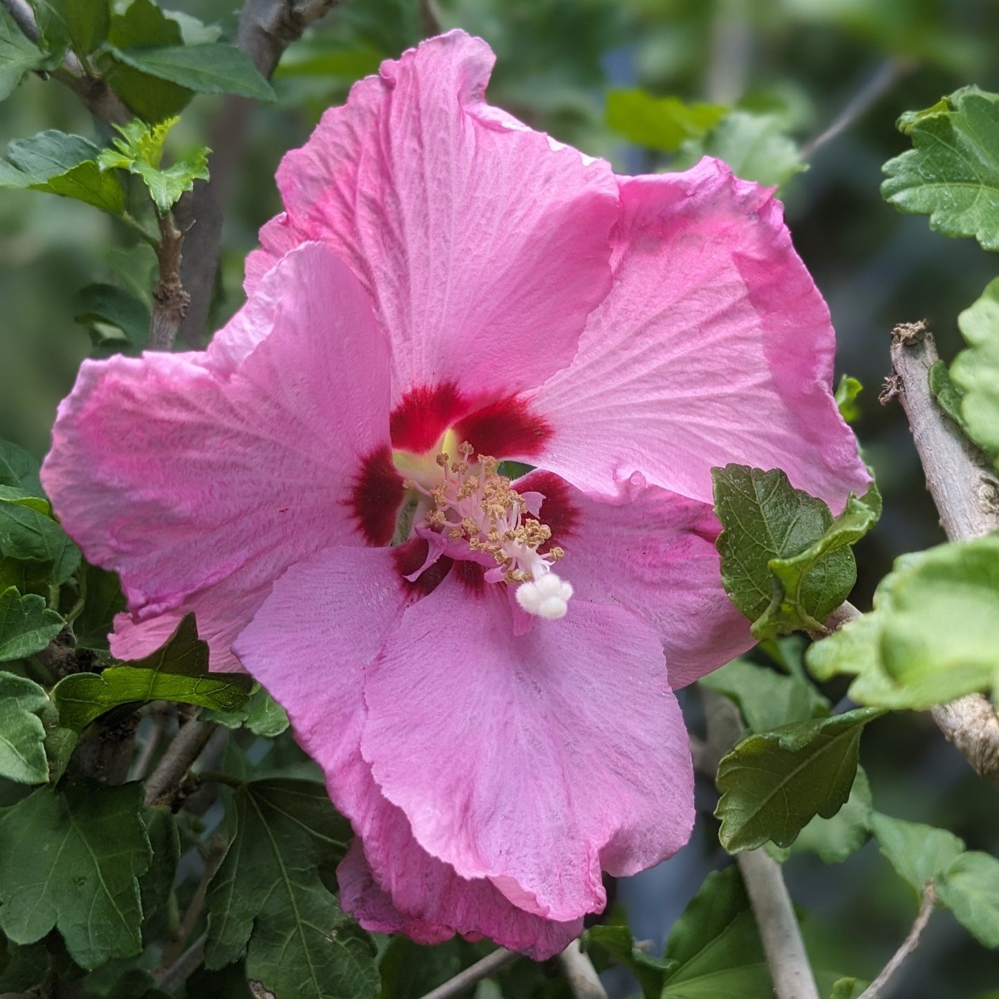 Aphrodite Rose of Sharon