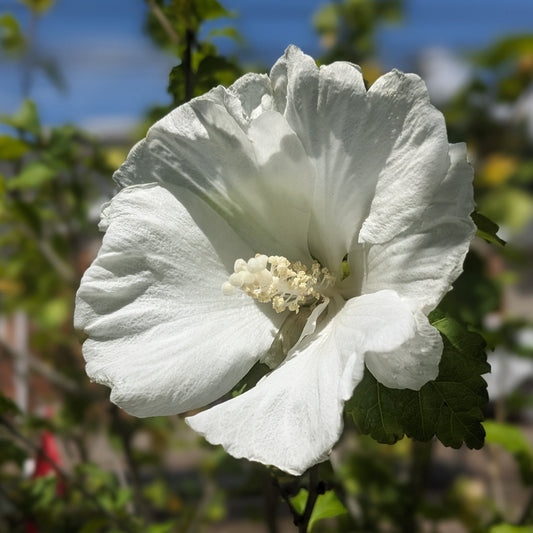 Assorted Rose of Sharon Tree