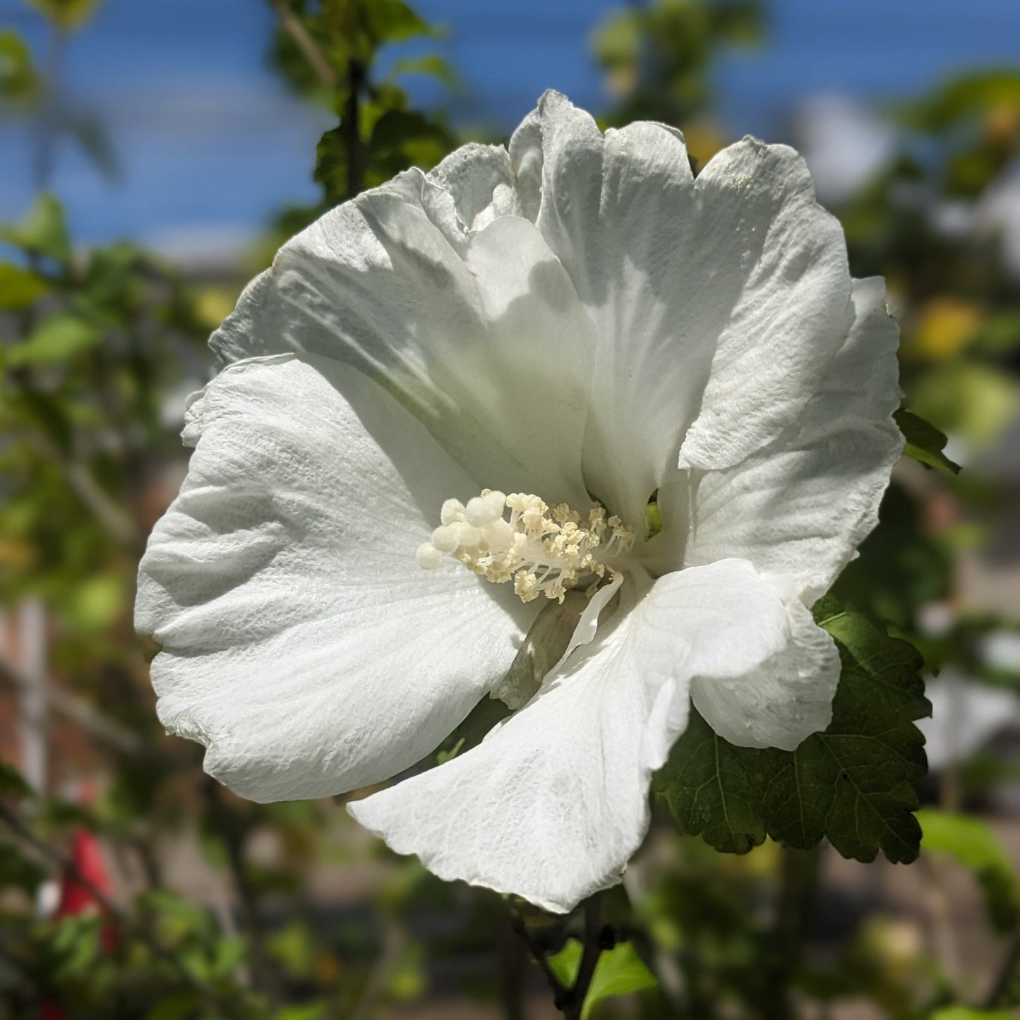 Assorted Rose of Sharon