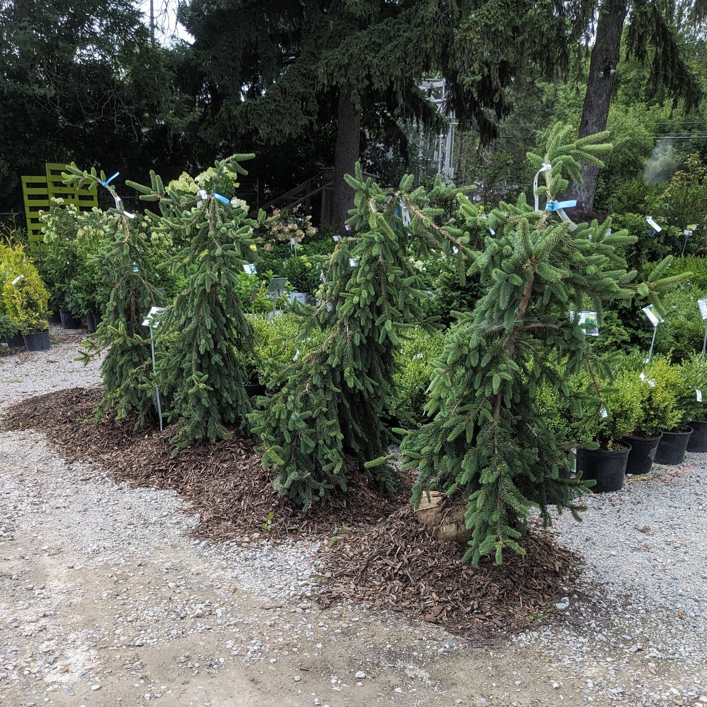 Weeping Norway Spruce