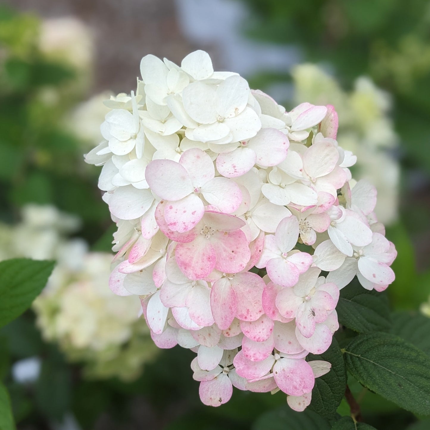 Fire Light Hydrangea