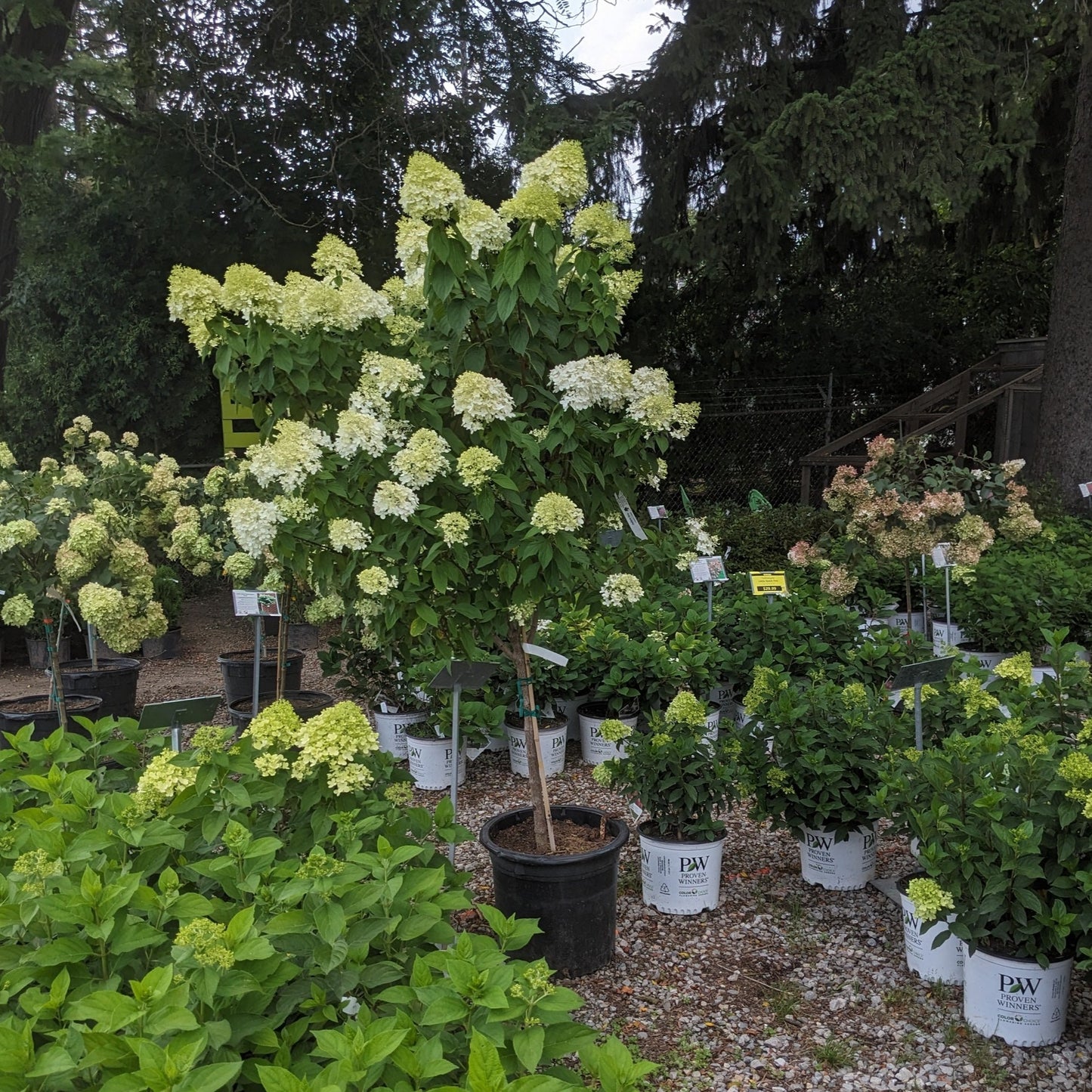 Limelight Hydrangea Tree