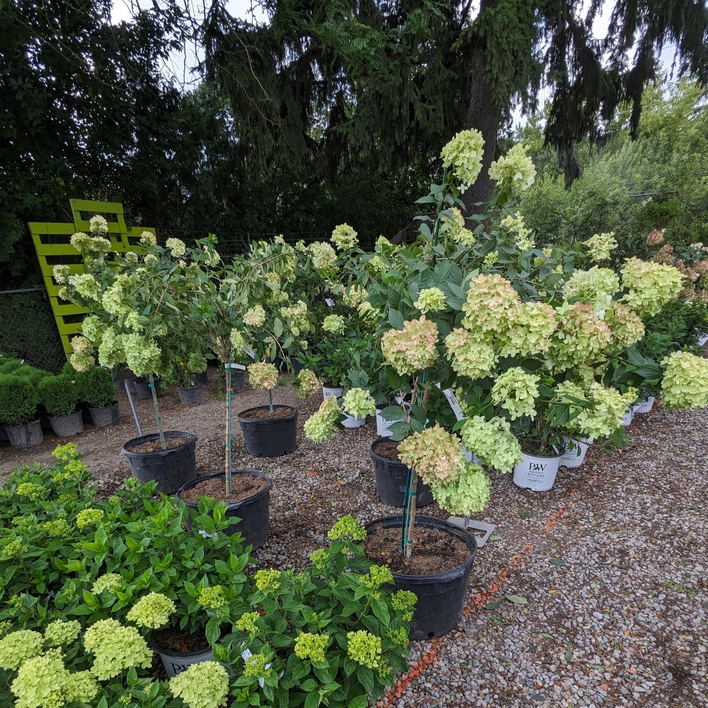 Little Lime Hydrangea Tree