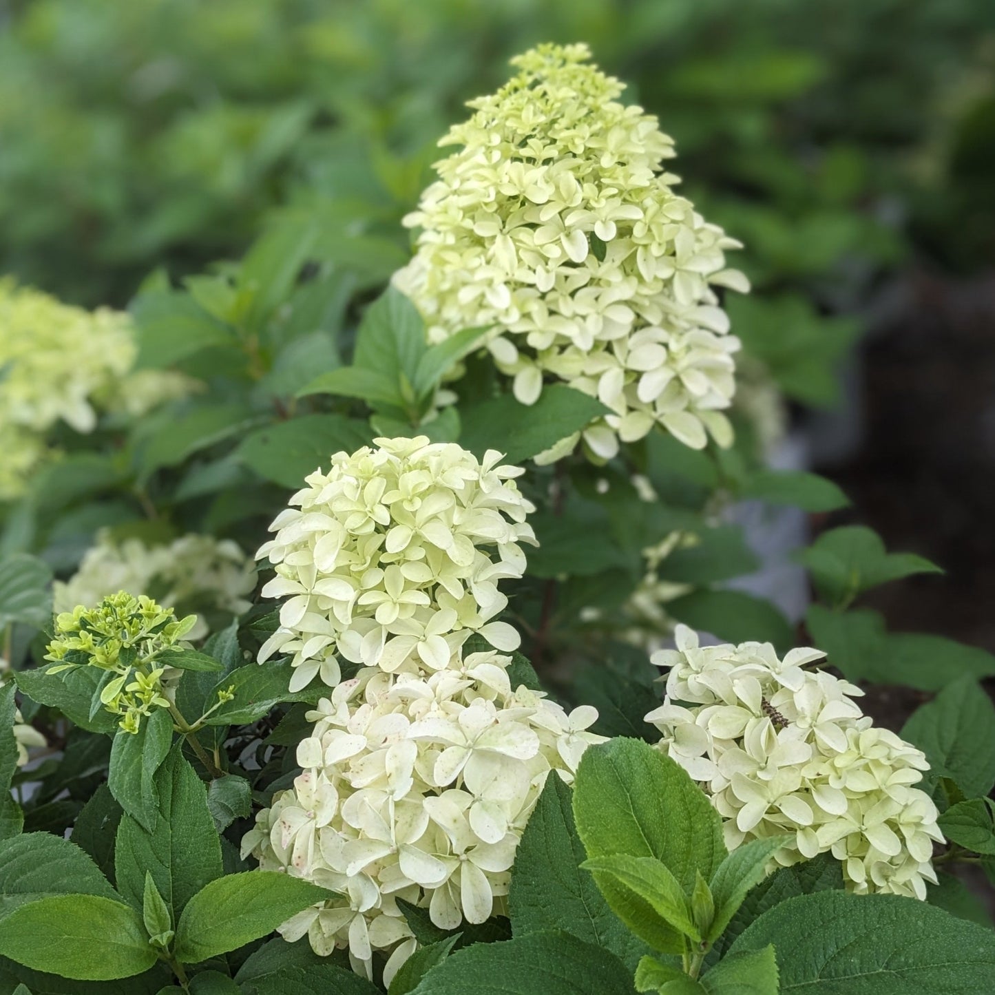 Quick Fire Fab Hydrangea