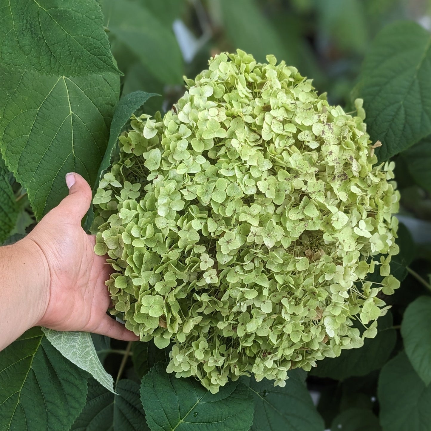 Incrediball Hydrangea