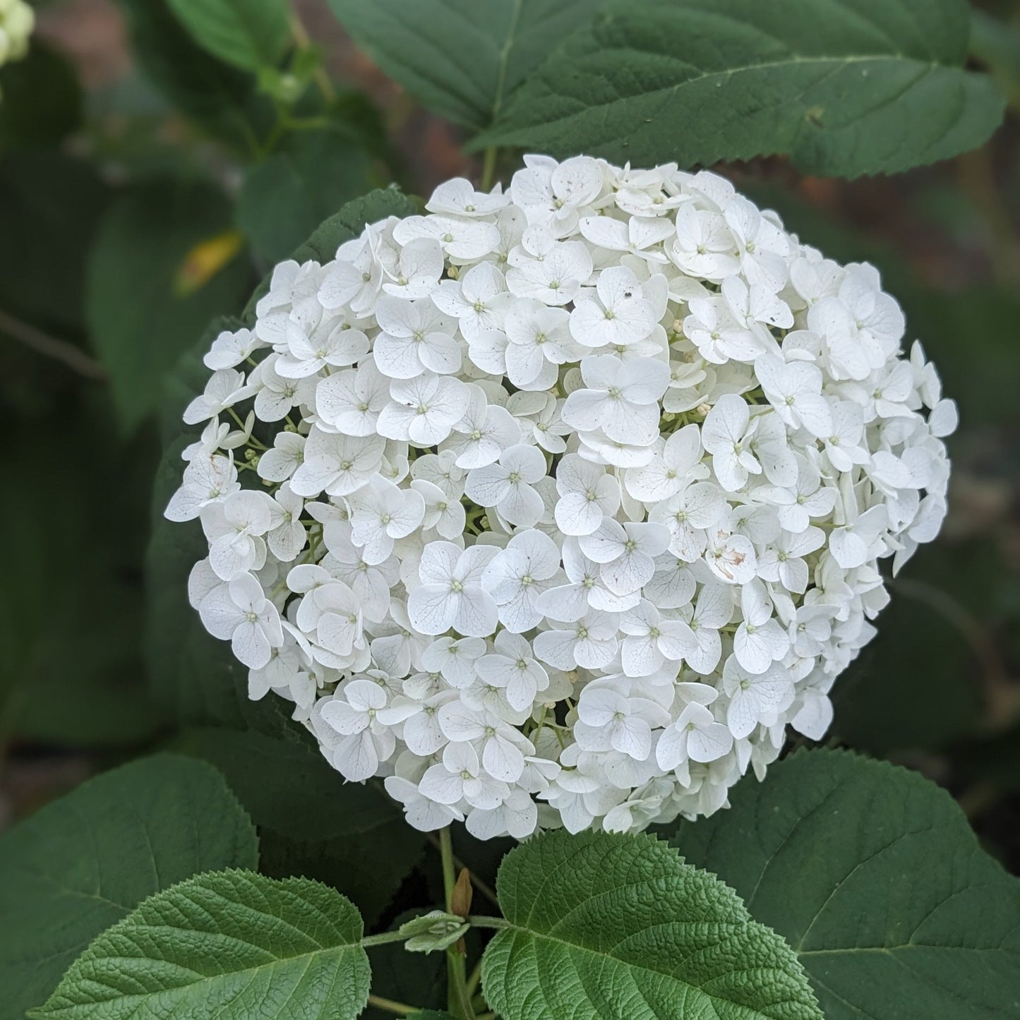 Incrediball Hydrangea