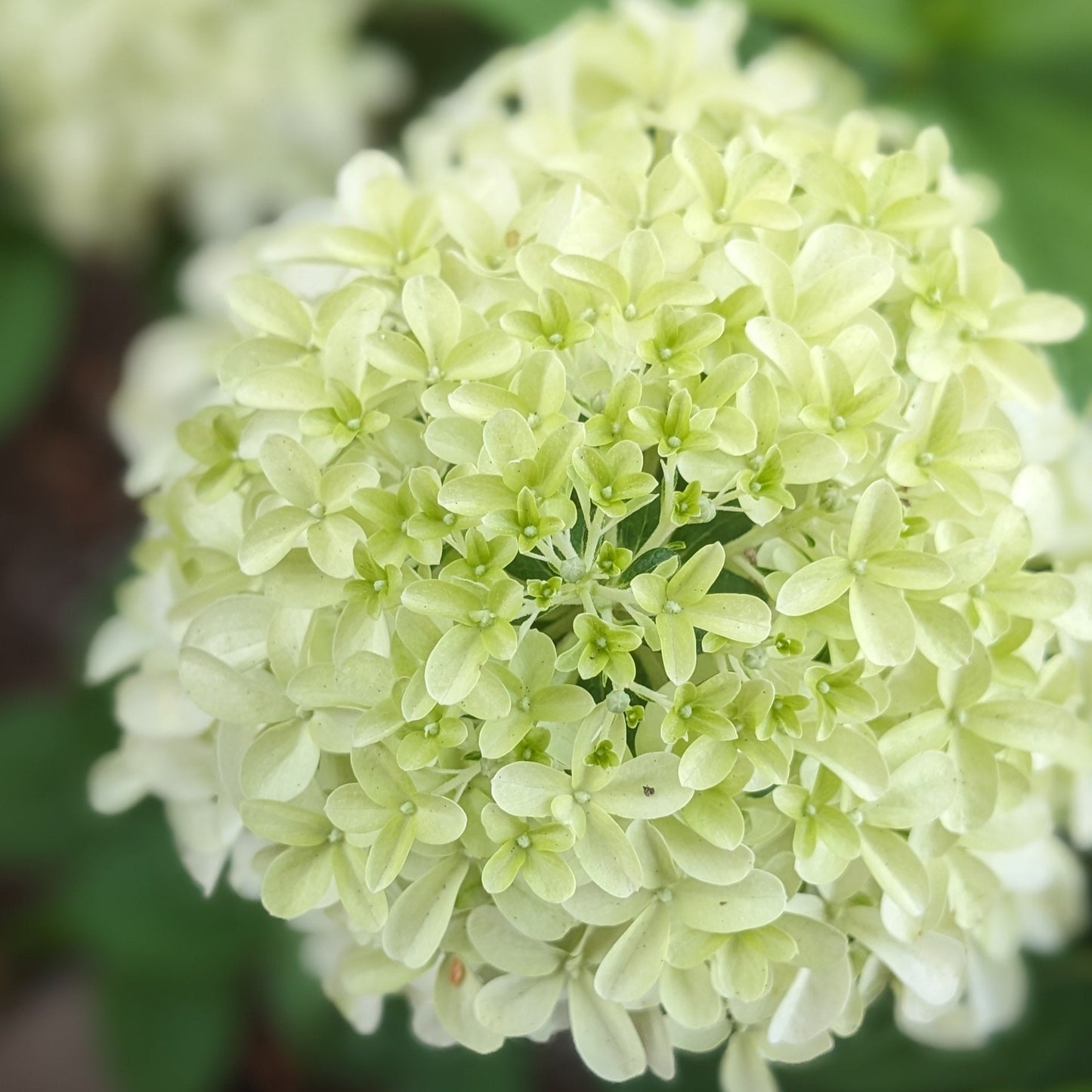 Quick Fire Fab Hydrangea