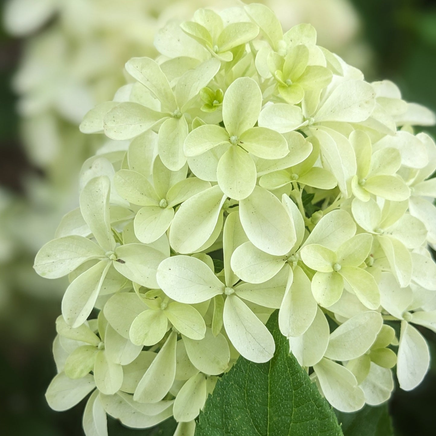 Quick Fire Fab Hydrangea