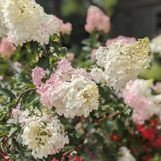 Vanilla Strawberry Hydrangea