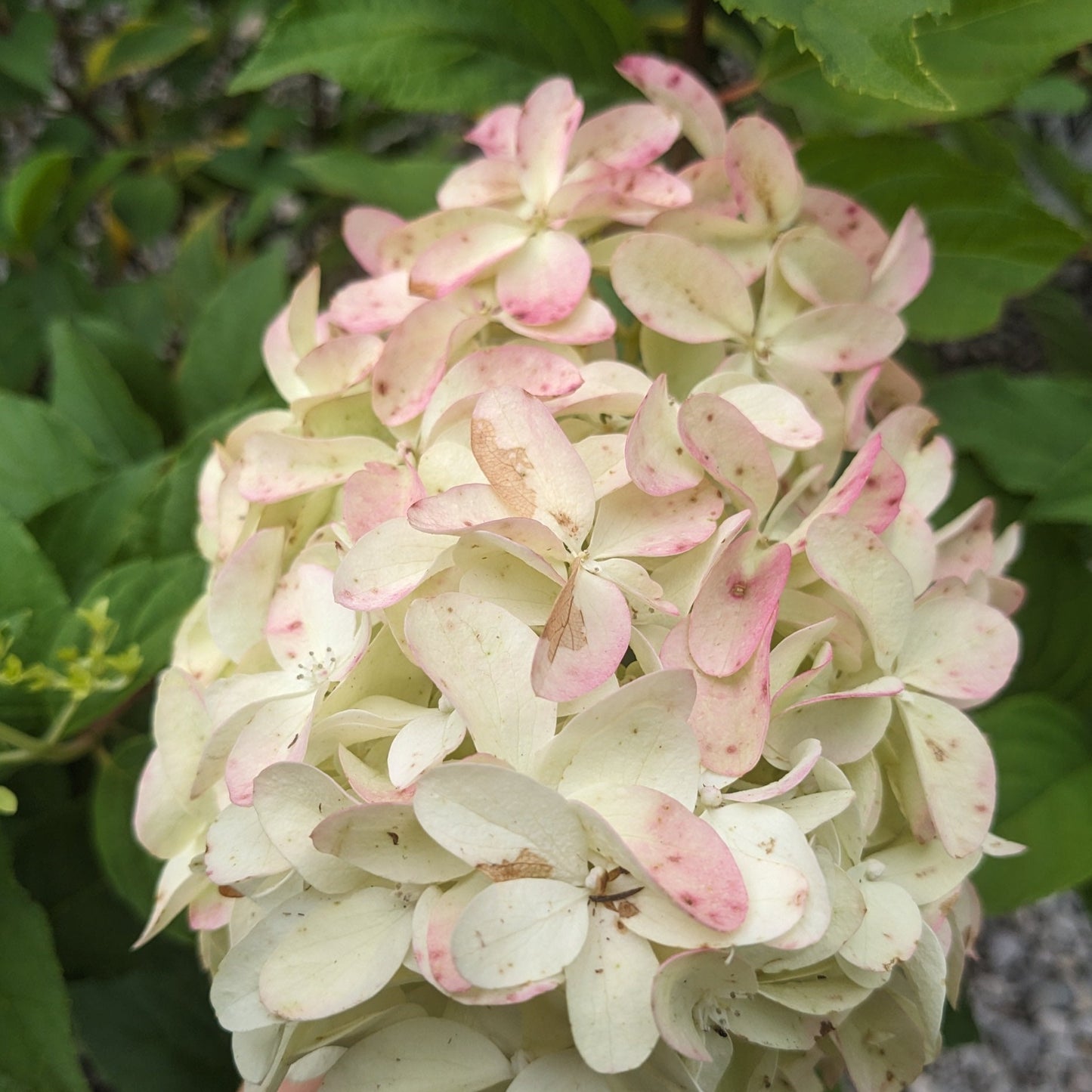 Quick Fire Fab Hydrangea