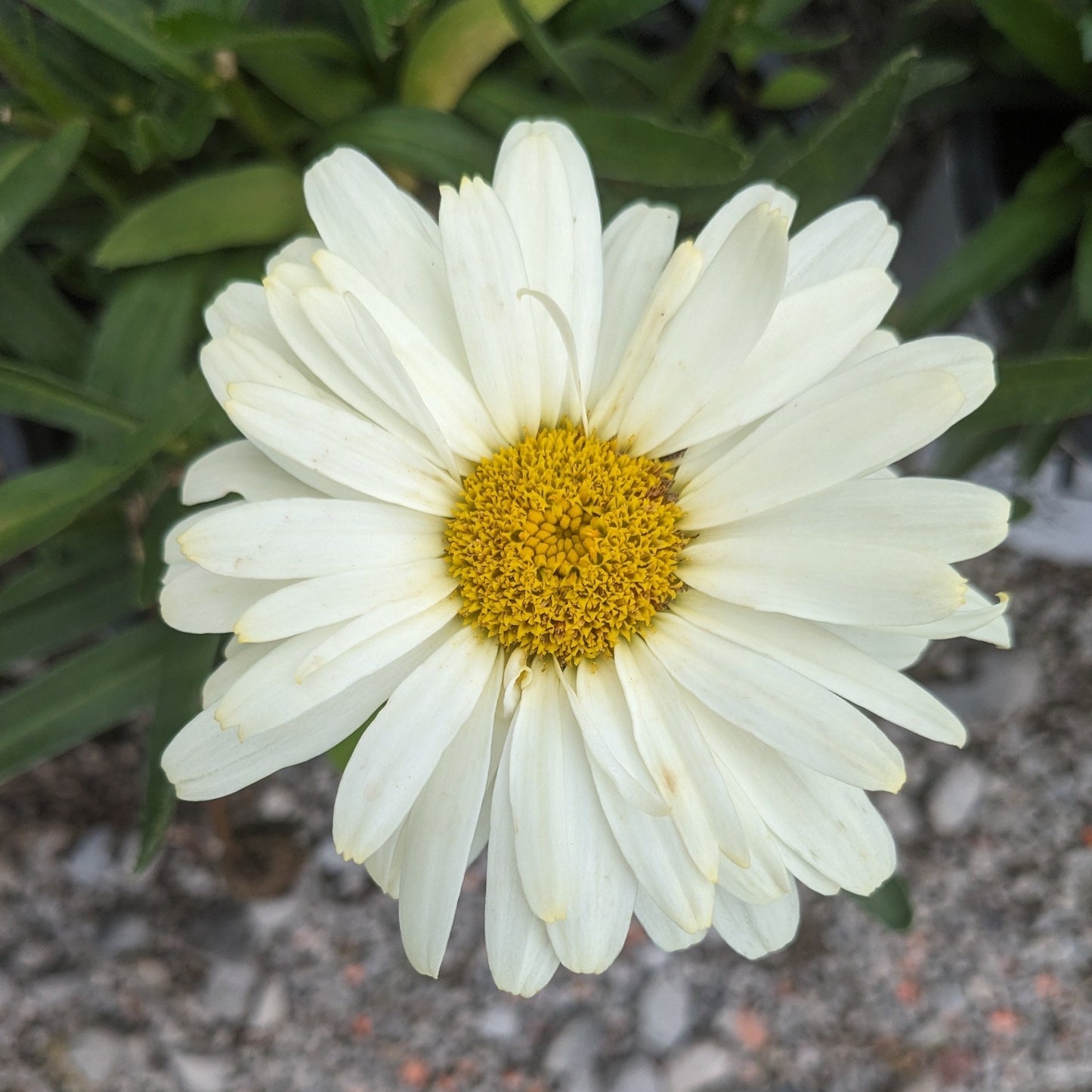 Banana Cream Shasta Daisy