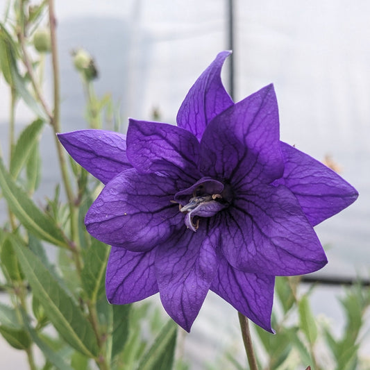 Double Blue Balloon Flower