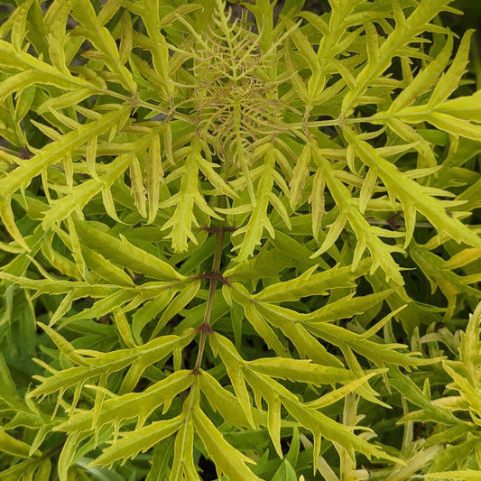 Lemony Lace Elderberry