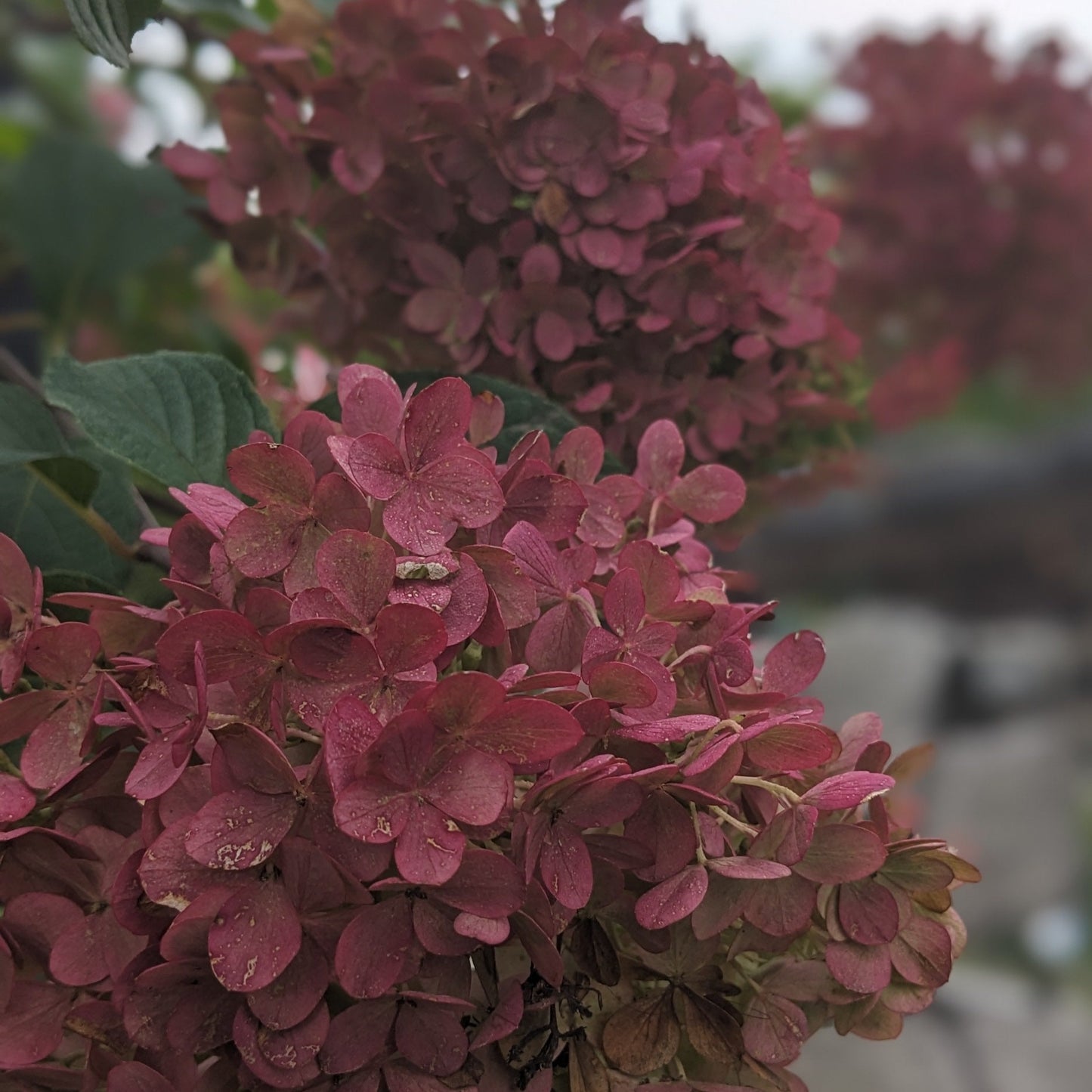 Vanilla Strawberry Hydrangea Tree