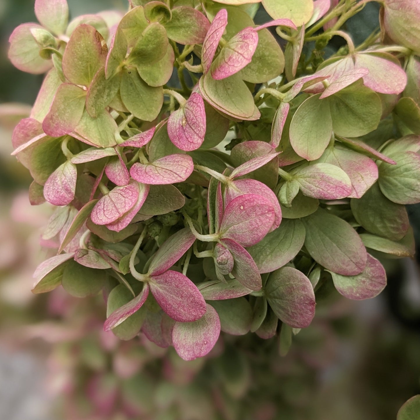 Little Lime Hydrangea Tree