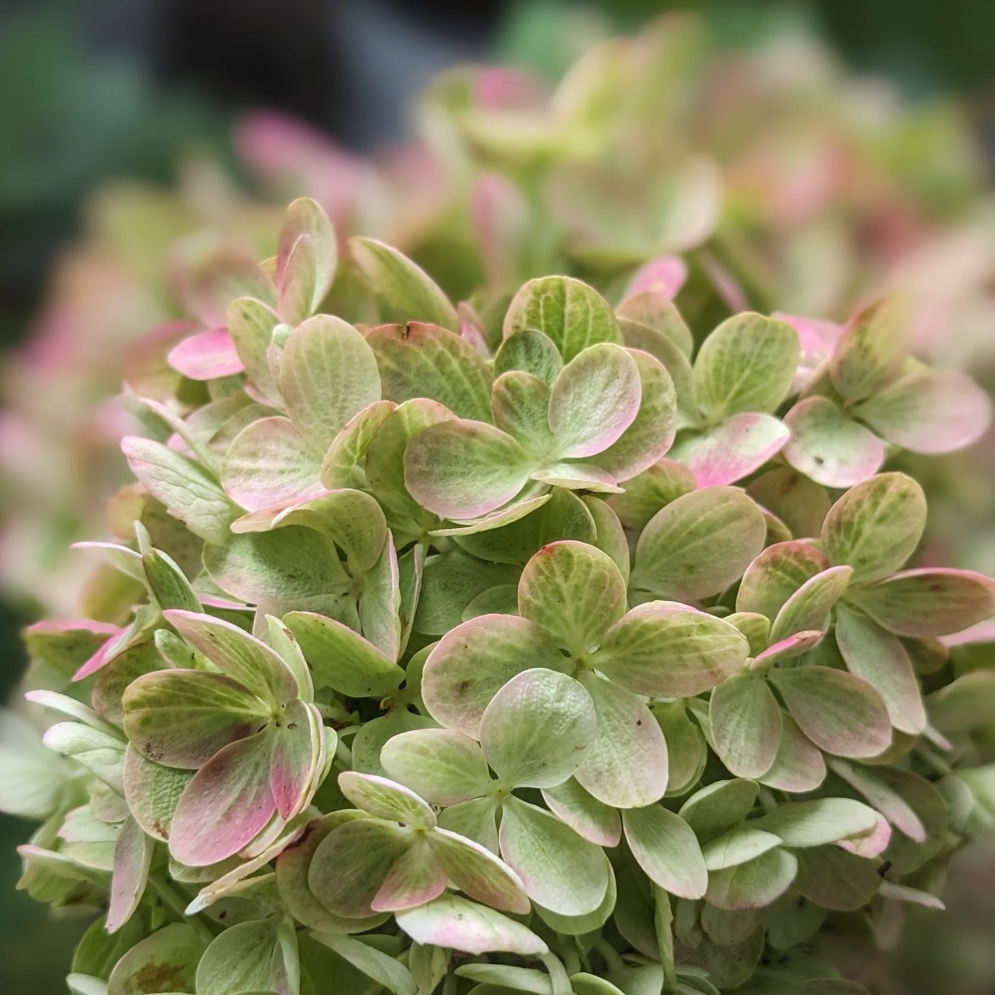 Little Lime Punch PW Hydrangea