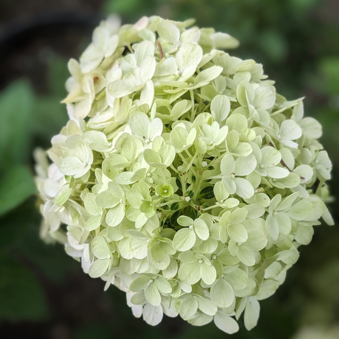 Little Lime Punch PW Hydrangea