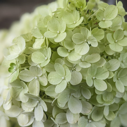 Little Lime Punch PW Hydrangea