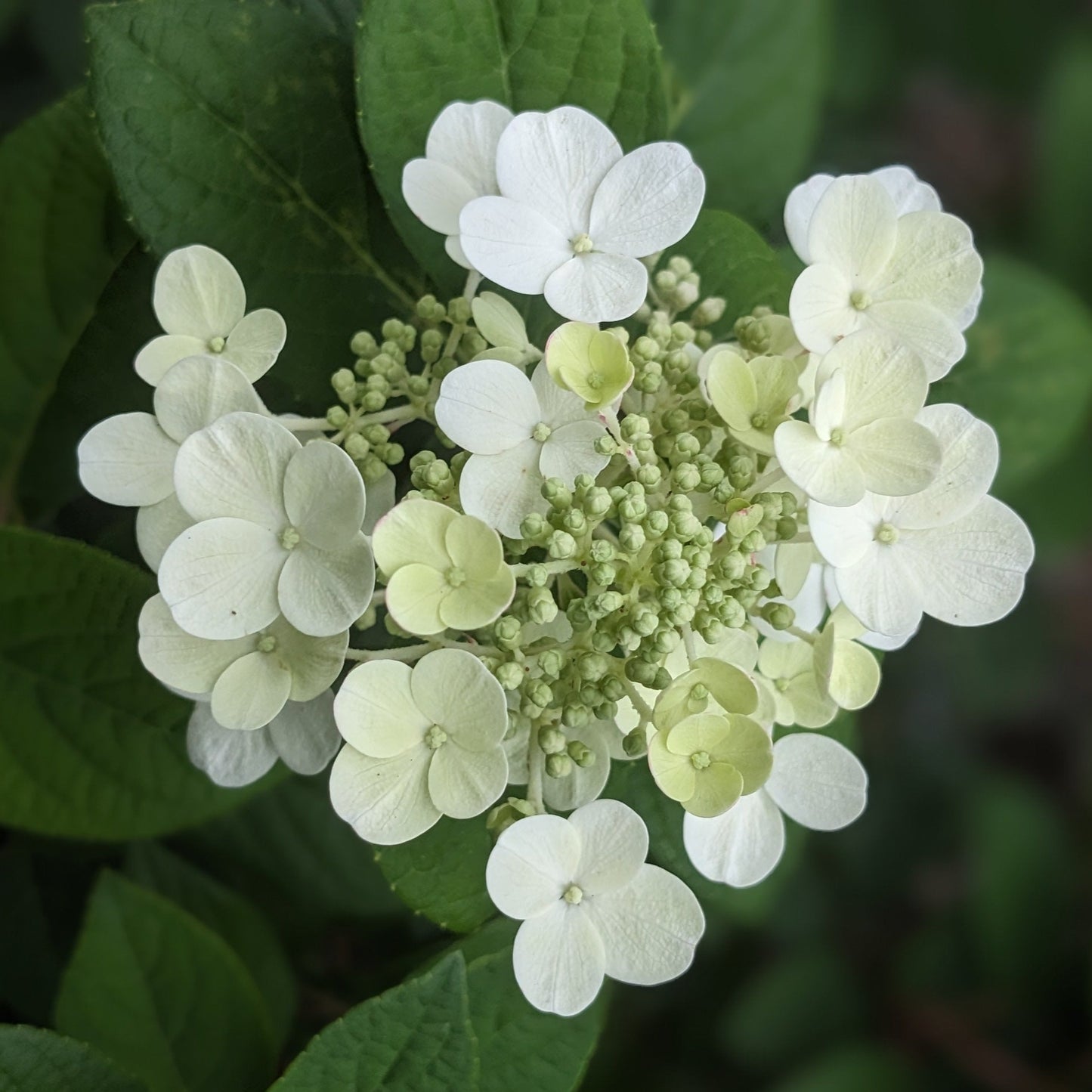 Little Quick Fire Hydrangea