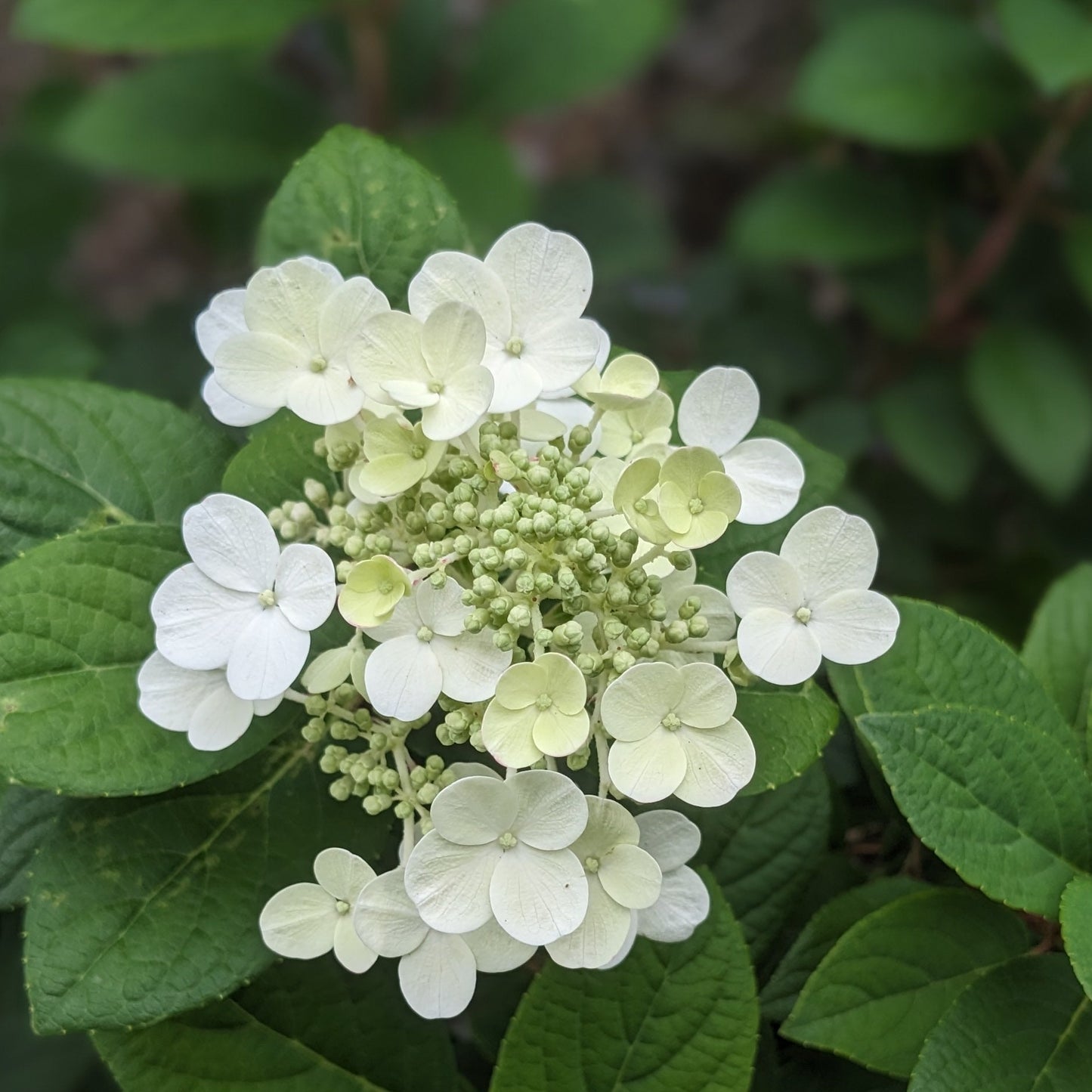 Little Quick Fire Hydrangea