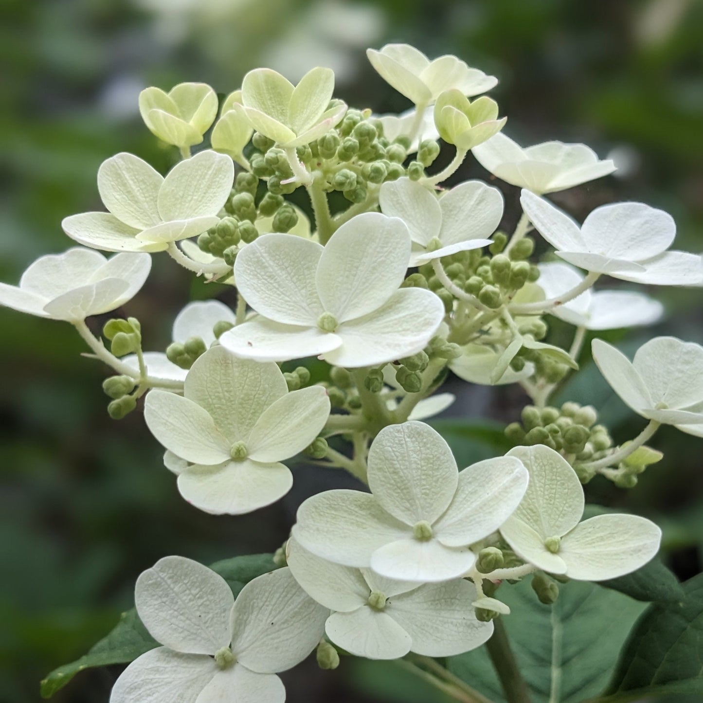 Little Quick Fire Hydrangea