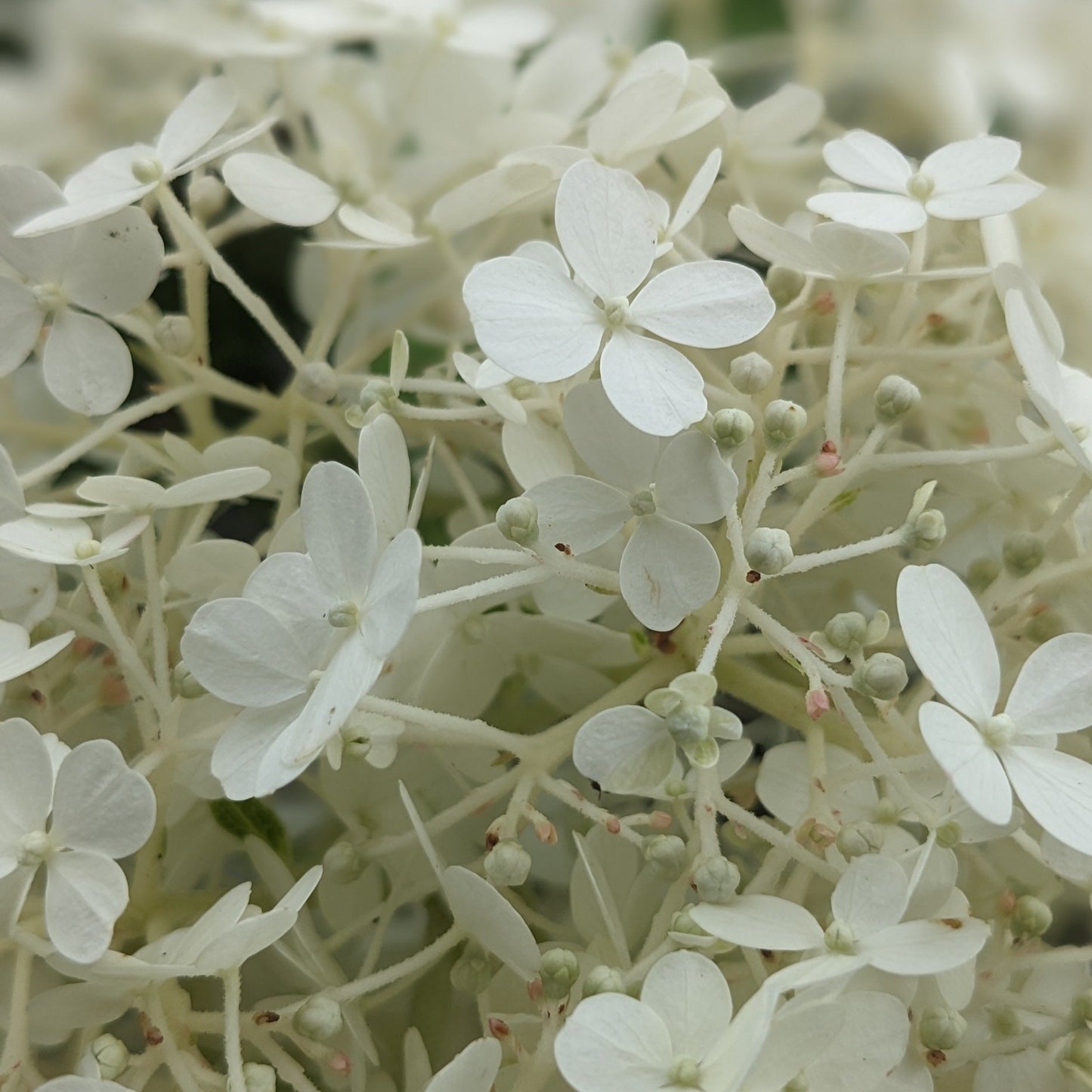 Bobo PW Hydrangea