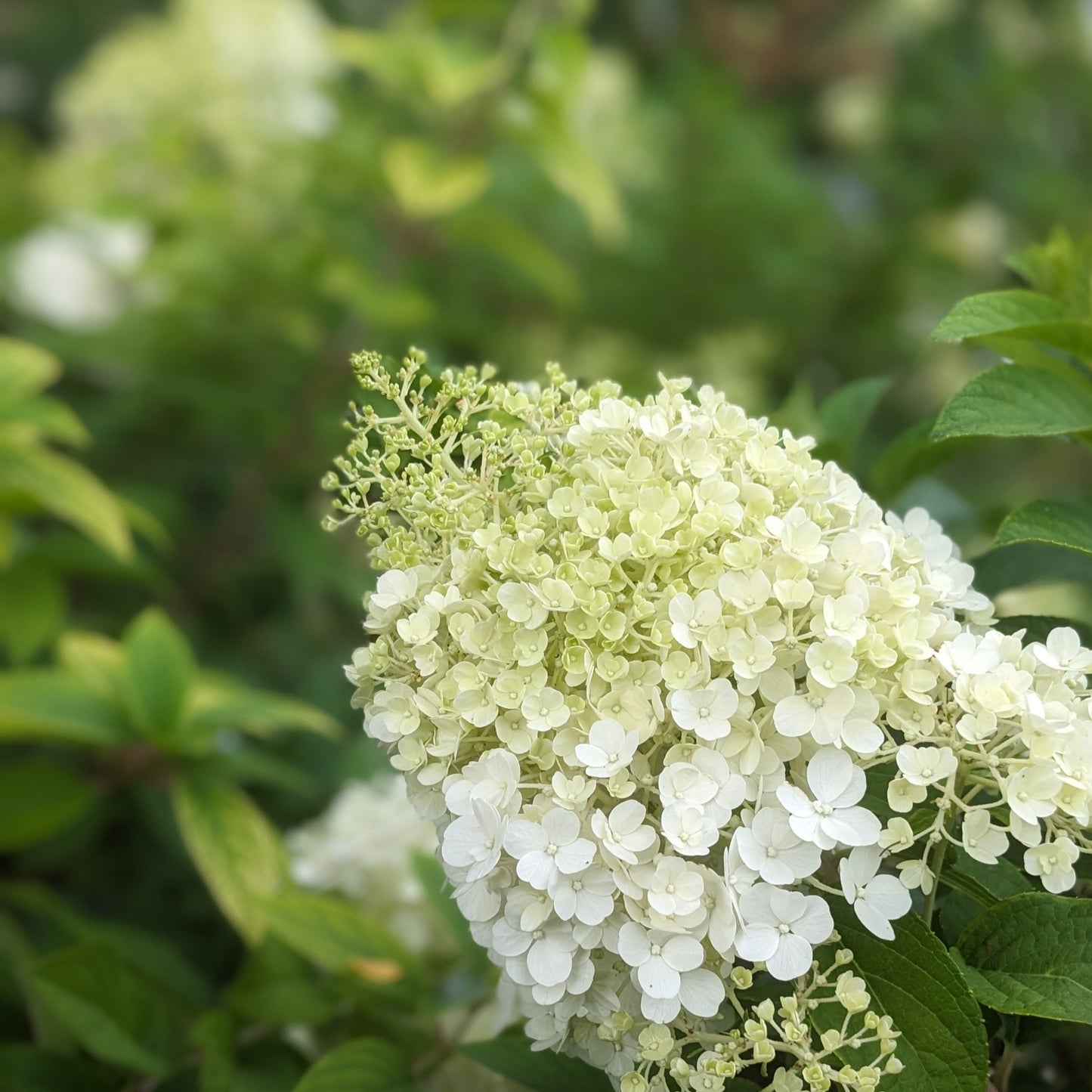 Bobo PW Hydrangea