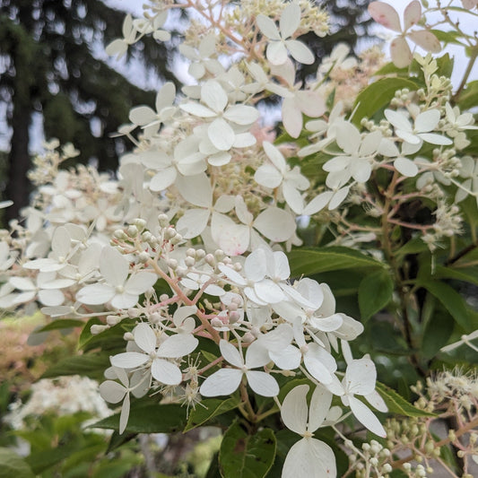 Phantom Hydrangea