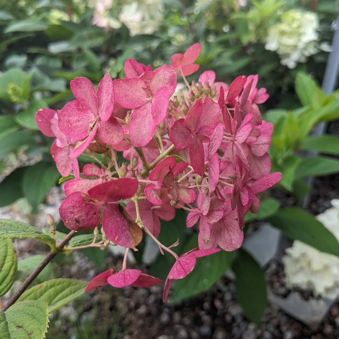 Fire Light Hydrangea