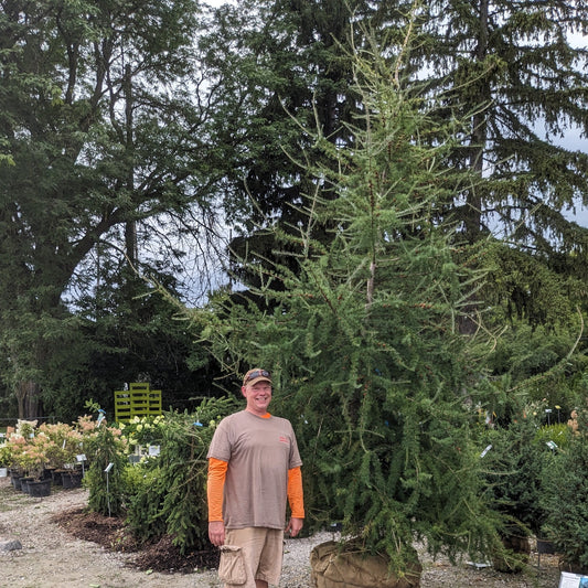 American Larch