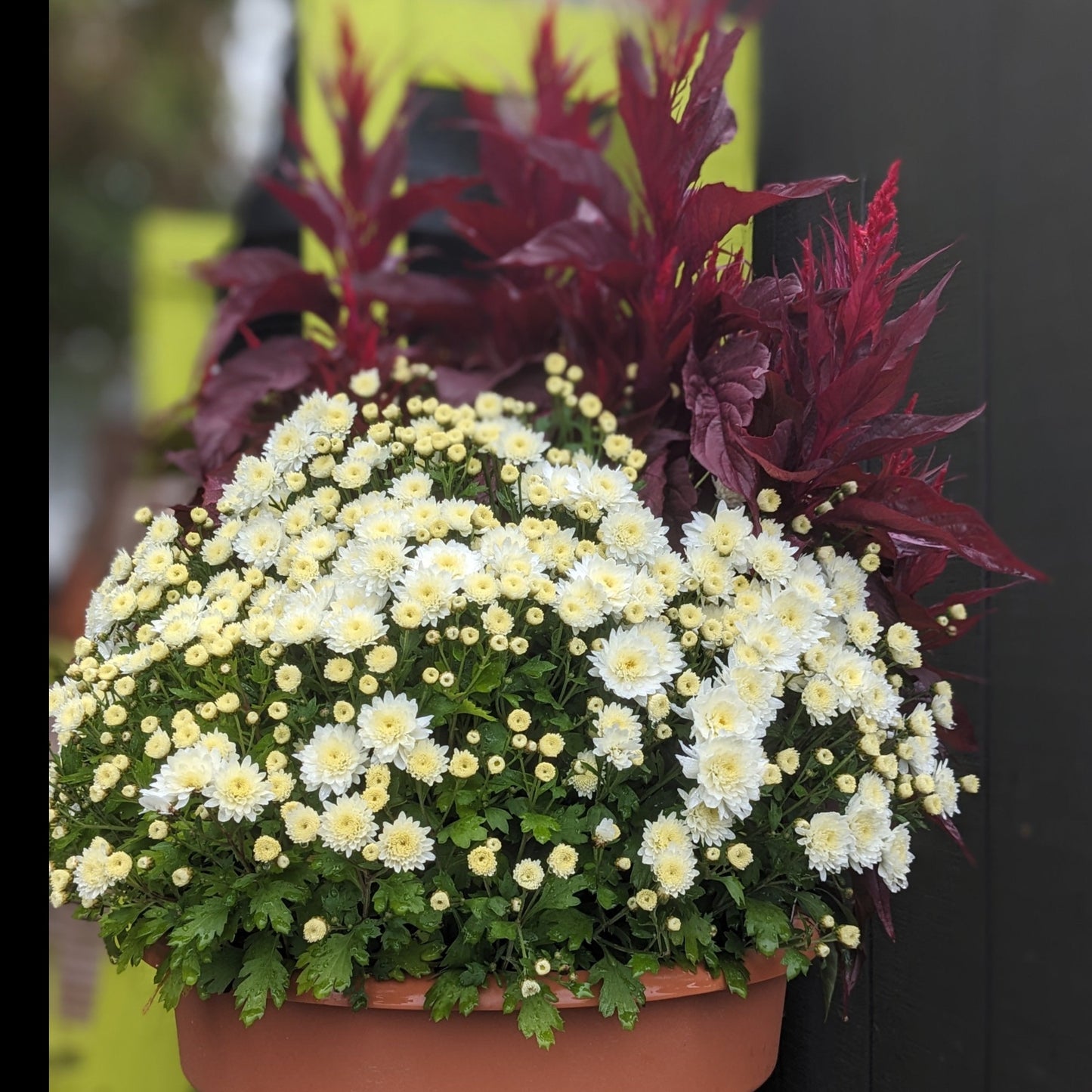 Fall Mums