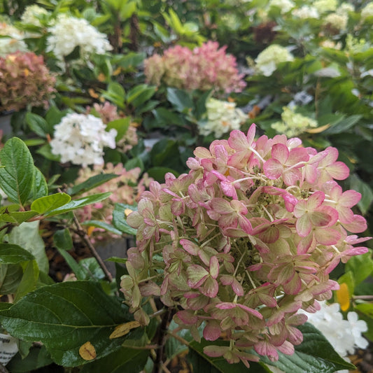 Fire Light Tidbit Hydrangea