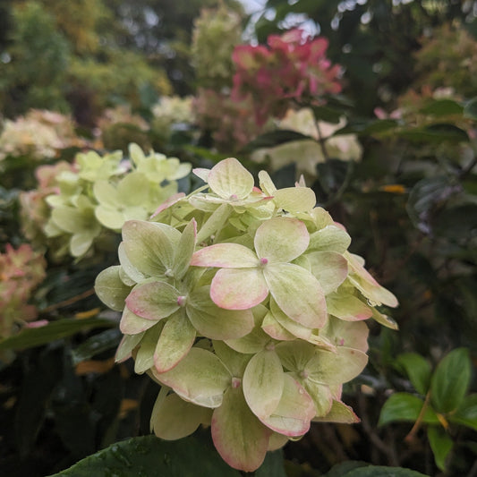 Limelight Prime PW Hydrangea