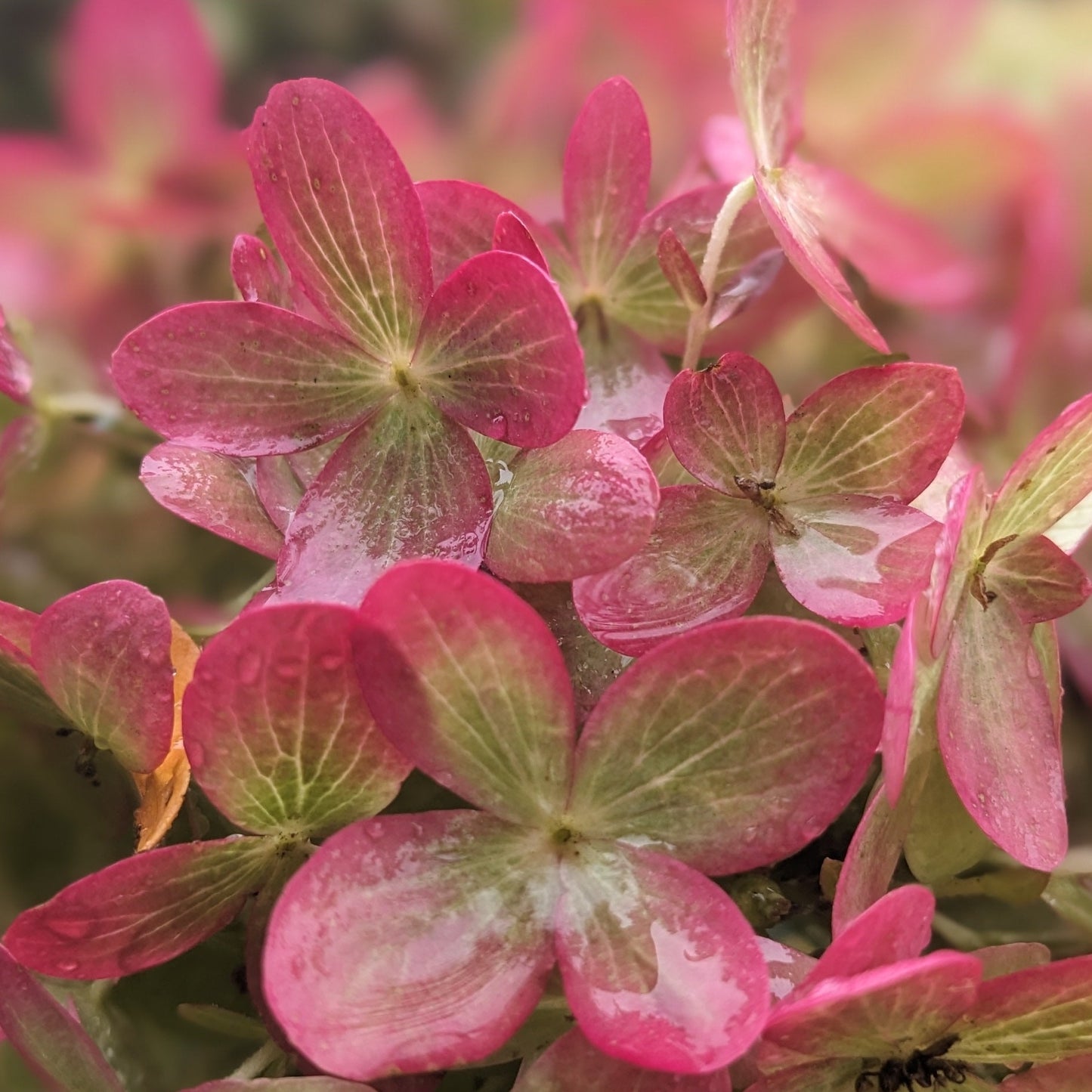 Limelight Prime PW Hydrangea