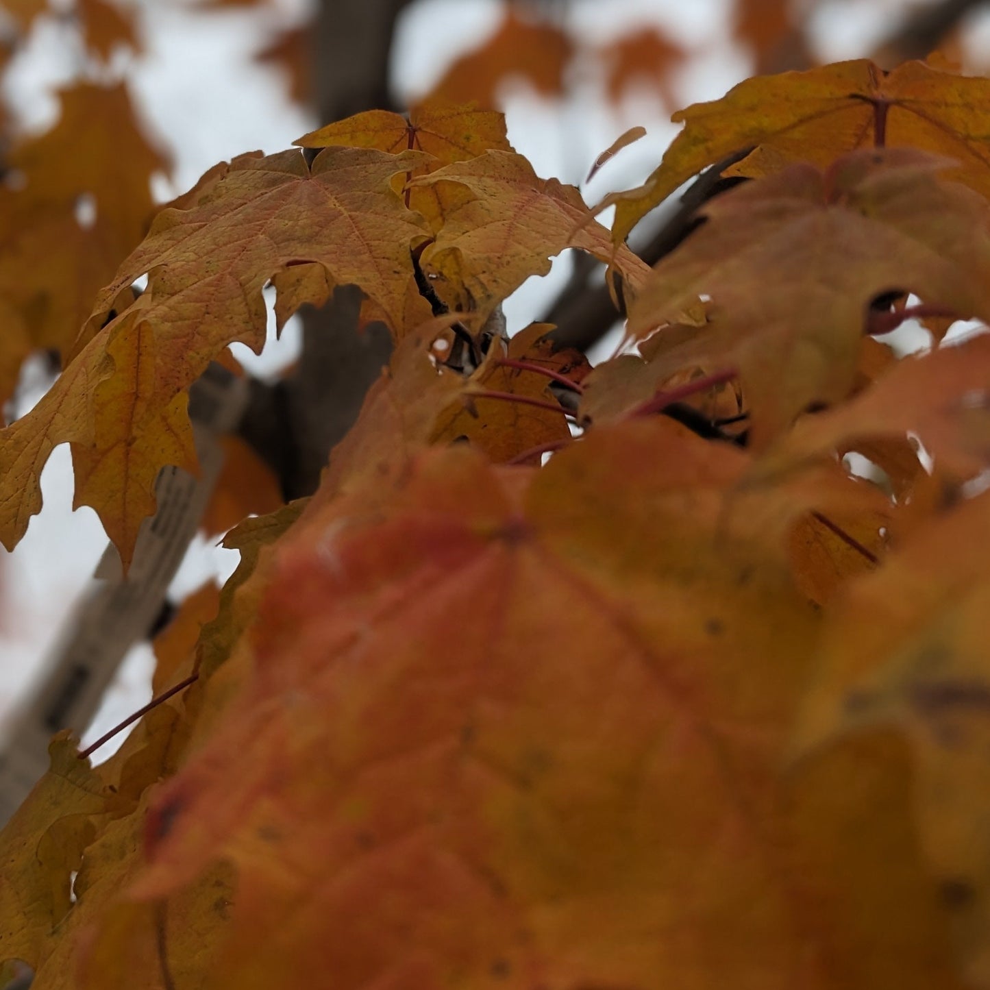 Green Mountain Sugar Maple