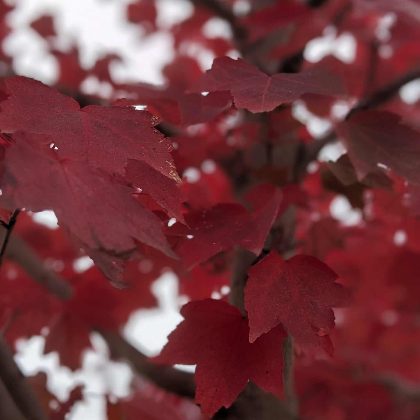 Brandywine Red Maple