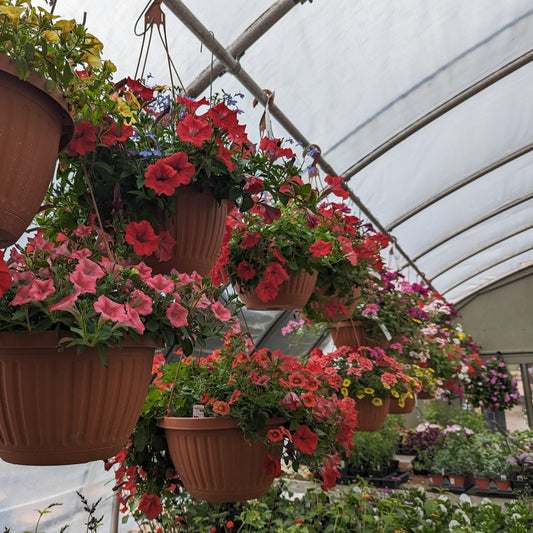 12" Hanging Baskets Specialty