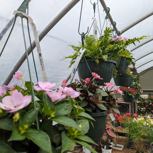 10"  Hanging Baskets