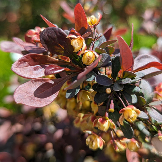 Crimson Pygmy Barberry