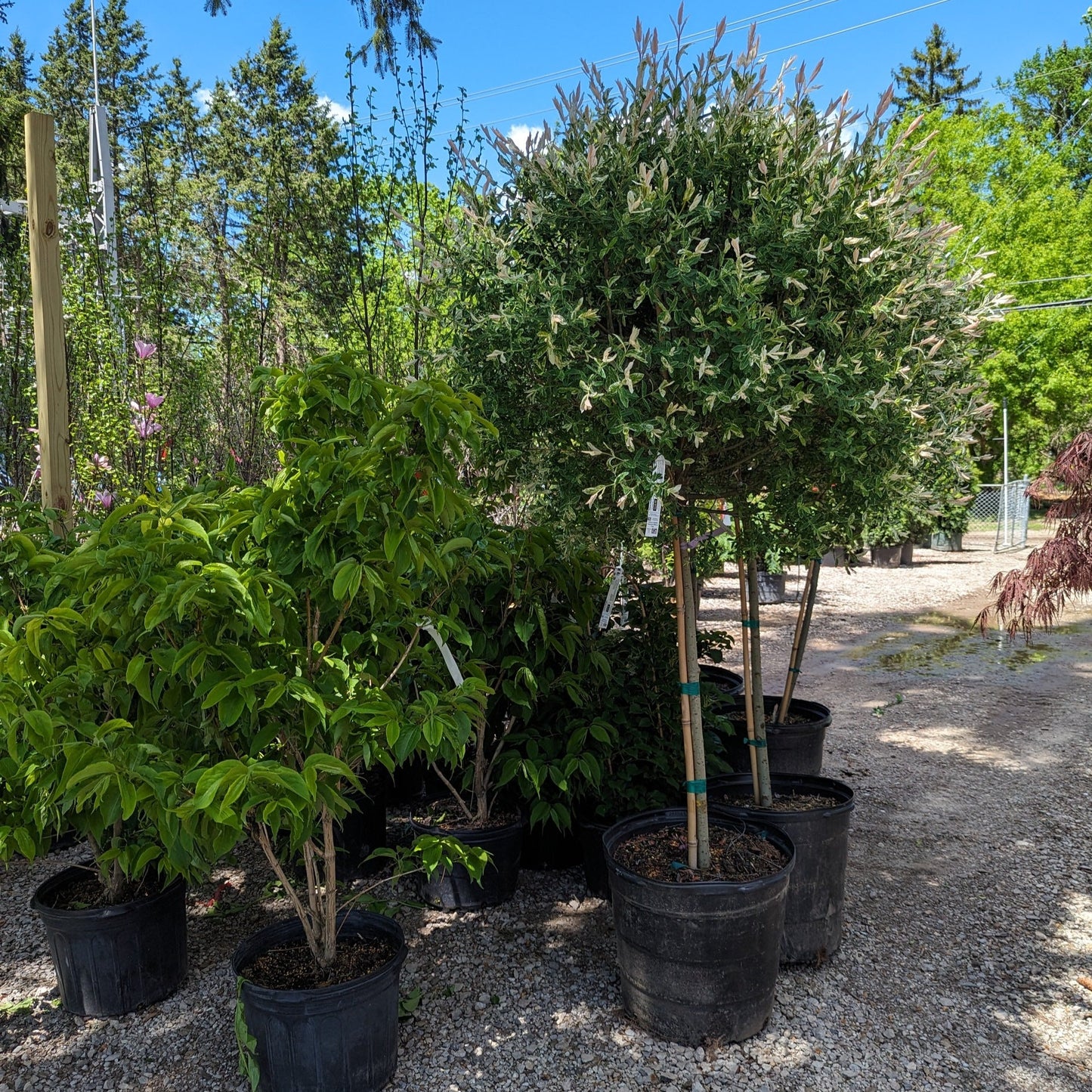 Hakuro Nishiki Dappled Willow Tree