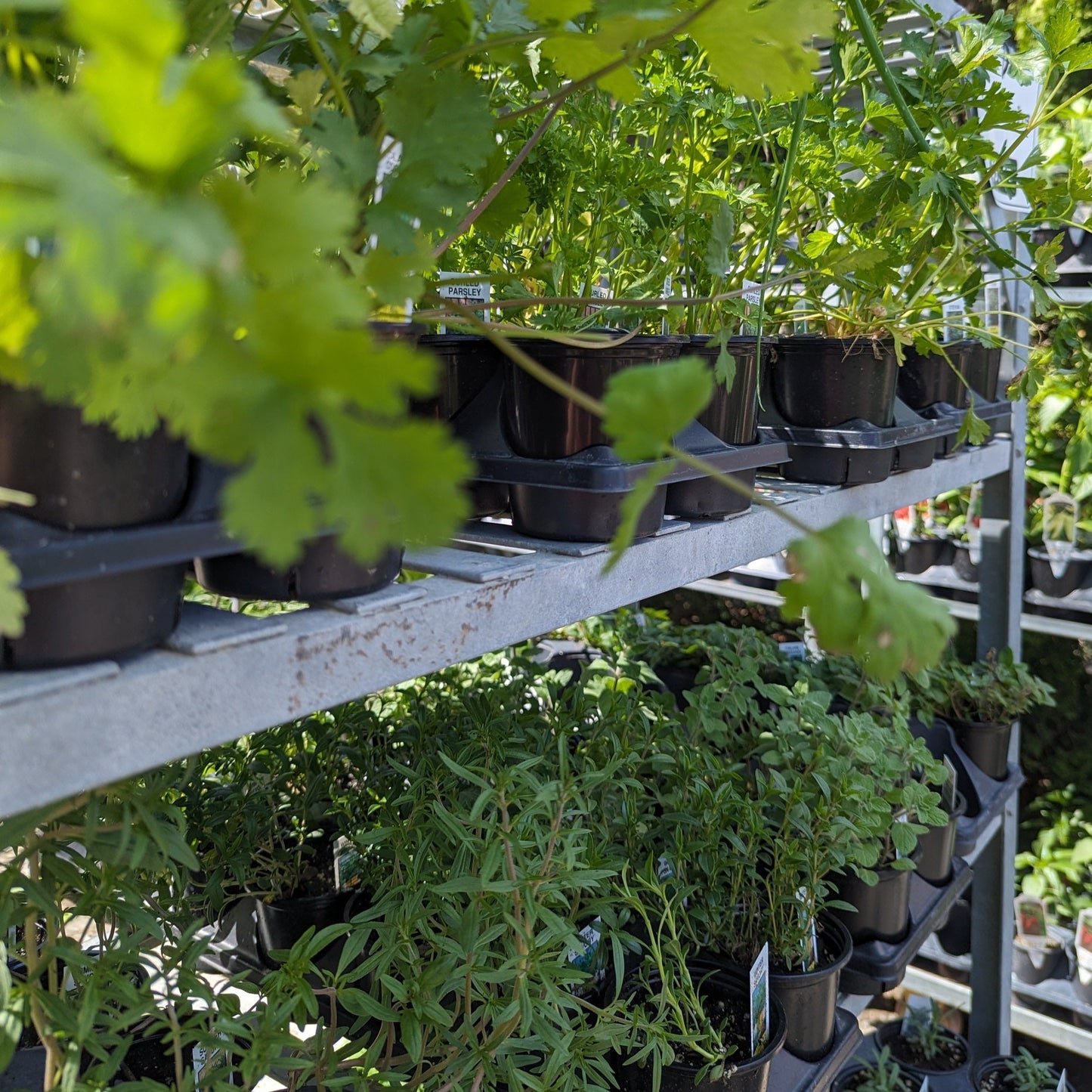 3.5" Herbs
