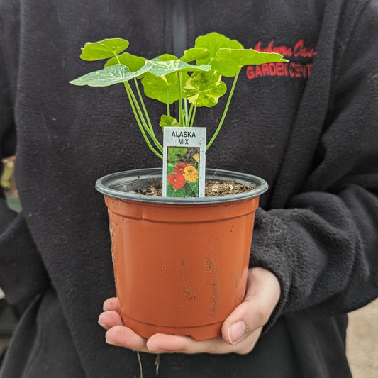 4.5" Annuals Round