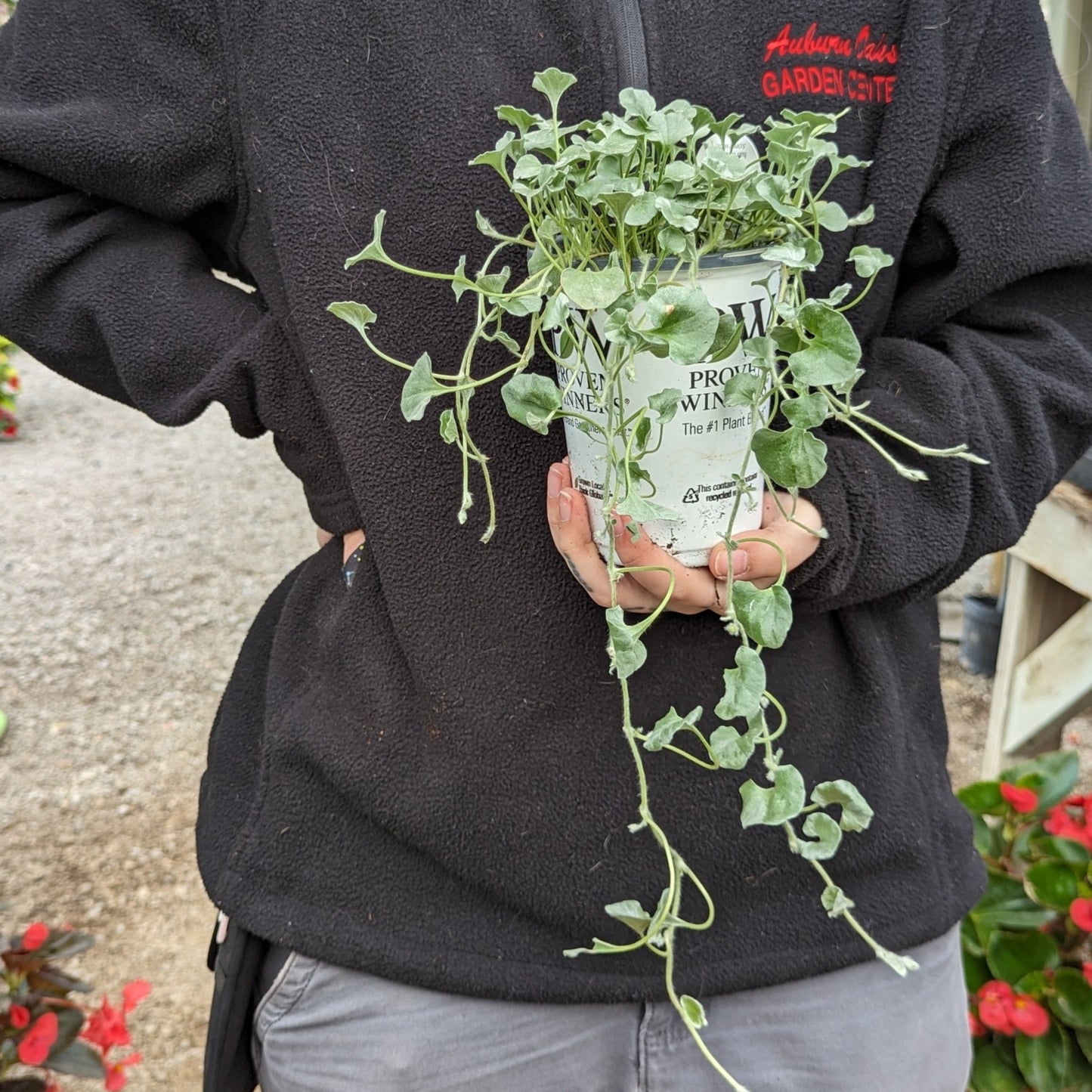 4.5" Annuals Proven Winners
