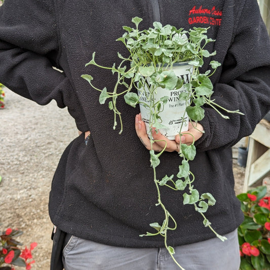 4.5" Annuals Proven Winners