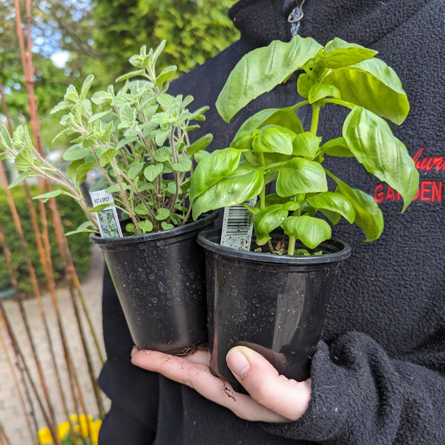 3.5" Herbs