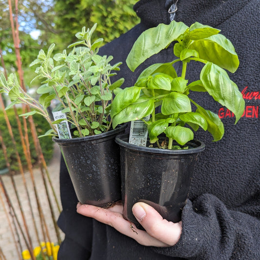 3.5" Herbs