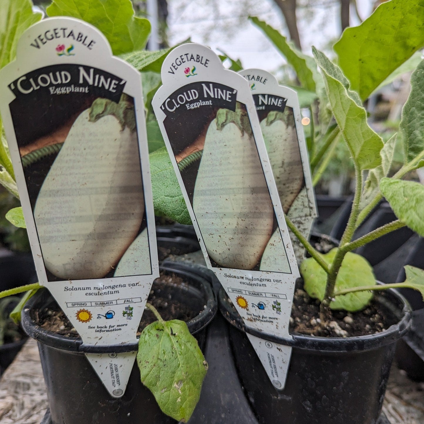 4” Vegetables