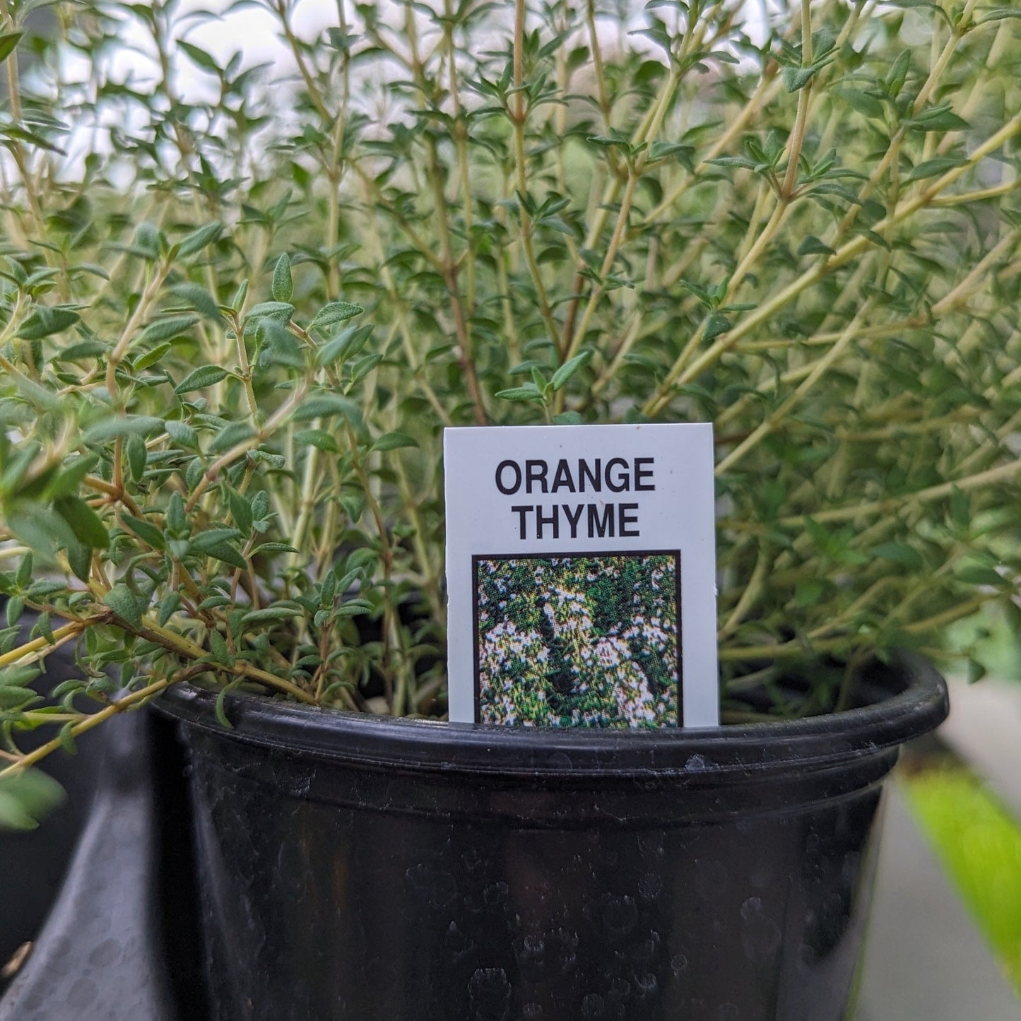 3.5" Herbs